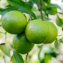 Limequat Citrus Tree -Fast Growing Trees Shop Limequat 1 FGT