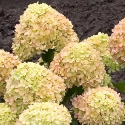 Little Lime® Hydrangea Shrub 10 Little Lime® Hydrangea Shrub -Fast Growing Trees Shop Little Lime Hydrangea 2 FGT