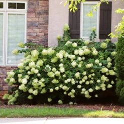 Little Lime® Hydrangea Shrub 9 Little Lime® Hydrangea Shrub -Fast Growing Trees Shop Little Lime Hydrangea 5 FGT