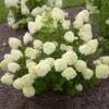 Little Lime® Hydrangea Shrub -Fast Growing Trees Shop Little Lime Hydrangea FGT 600x600 150b7ad3 a003 4a12 a633 4233f3f7f0de