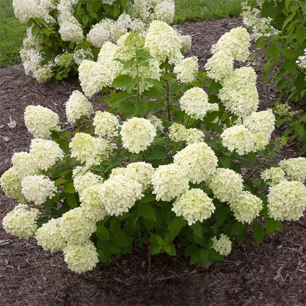 Little Lime® Hydrangea Shrub 1 Little Lime® Hydrangea Shrub