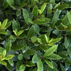 Little Ragu® Sweet Bay Shrub -Fast Growing Trees Shop Little Ragu Sweet Bay 2
