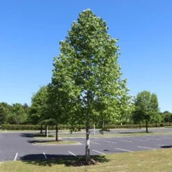 Tulip Poplar 'Little Volunteer' 9 Tulip Poplar 'Little Volunteer' -Fast Growing Trees Shop Little Volunteer Poplar 1