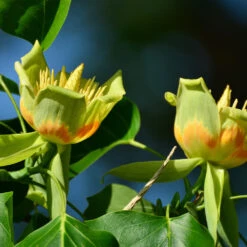 Tulip Poplar 'Little Volunteer' 7 Tulip Poplar 'Little Volunteer' -Fast Growing Trees Shop Little Volunteer Poplar 2