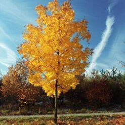 Tulip Poplar 'Little Volunteer' 8 Tulip Poplar 'Little Volunteer' -Fast Growing Trees Shop Little Volunteer Poplar 3