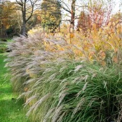 Little Kitten Maiden Grass -Fast Growing Trees Shop Little kitten Madien Grass 1