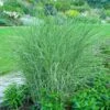 Little Kitten Maiden Grass -Fast Growing Trees Shop Little kitten Madien Grass 600x600 d6dfc452 4439 47ec b6c2 1cb63ed67bfb