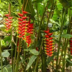 Lobster Claw Plant -Fast Growing Trees Shop Lobster Claw 7 FGT