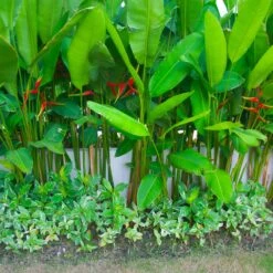 Lobster Claw Plant -Fast Growing Trees Shop Lobster Claw 9