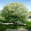 Lollipop® Crabapple Tree -Fast Growing Trees Shop Lollipop Crabapple 600x600 d8624b65 ba63 4304 8a6a eed9f908becf