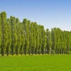 Lombardy Poplar Tree -Fast Growing Trees Shop Lombardy Poplar FGT 600x600 a86be9b5 3891 4987 bd43 6908b309f966