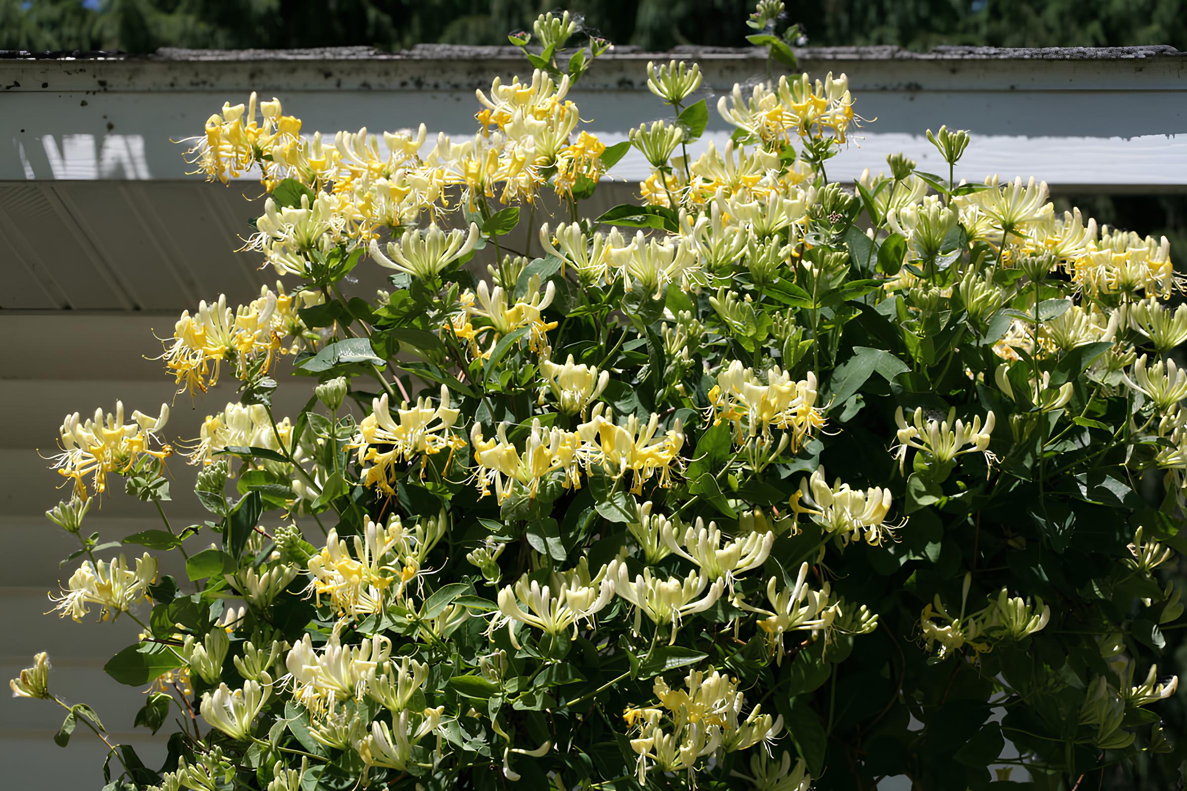 Fast Growing Trees Shop -Fast Growing Trees Shop Lonicera Scentsation IMG 9245 1200x800 5b2df79 2 1