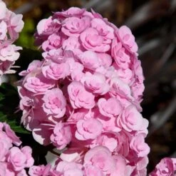 Love Hydrangea 5 Love Hydrangea -Fast Growing Trees Shop Love Hydrangea 2 FGT