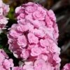 Love Hydrangea 10 Love Hydrangea -Fast Growing Trees Shop Love Hydrangea FGT 600x600 be6fc21e 2089 4279 8614 a48bd6585a70