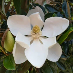 Little Gem Magnolia Tree 6 Little Gem Magnolia Tree -Fast Growing Trees Shop Lttle Gem Magnolia 2 FGT
