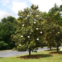 Little Gem Magnolia Tree 7 Little Gem Magnolia Tree -Fast Growing Trees Shop Lttle Gem Magnolia 4