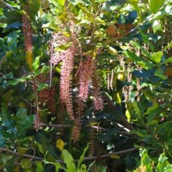 Macadamia Nut Tree -Fast Growing Trees Shop Macadamia Nut Tree 2