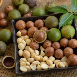 Macadamia Nut Tree -Fast Growing Trees Shop Macadamia Nut Tree 6 FGT