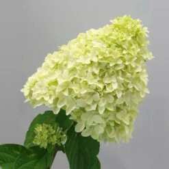 Magical® Candle Hydrangea Shrub -Fast Growing Trees Shop Magical Candle 2
