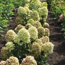 Magical® Candle Hydrangea Shrub -Fast Growing Trees Shop Magical Candle 3