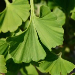 Ginkgo Biloba 'Mariken' Tree -Fast Growing Trees Shop Mairken Ginkgo 4 FGT