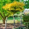 Ginkgo Biloba 'Mariken' Tree -Fast Growing Trees Shop Mairken Ginkgo 6 FGT