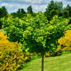 Ginkgo Biloba 'Mariken' Tree -Fast Growing Trees Shop Mairken Ginkgo 8 FGT