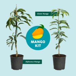 Alphonso Mango -Fast Growing Trees Shop Mango Kit Graphic dc77f6db ee29 43d2 85de 9f3718171195