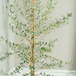 Manzanillo Olive Tree -Fast Growing Trees Shop Manzanilla Olive Tree 2