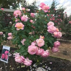 Marc Chagall™ Rose -Fast Growing Trees Shop Marc Chagall
