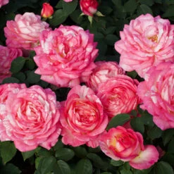 Marc Chagall™ Rose Tree -Fast Growing Trees Shop Marc Chagall Standard 3