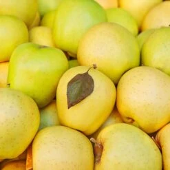 Mutsu (Crispin) Apple Tree 7 Mutsu (Crispin) Apple Tree -Fast Growing Trees Shop Matsu Crispin Apple 2 911ff493 b5f3 4735 b48a e3117551cc55