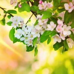 Mutsu (Crispin) Apple Tree 9 Mutsu (Crispin) Apple Tree -Fast Growing Trees Shop Matsu Crispin Apple 5 dca4ed85 2ad7 4328 a42e 52262a2a9672