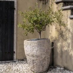 Maurino Olive Tree -Fast Growing Trees Shop Maurino Olive FGT 2