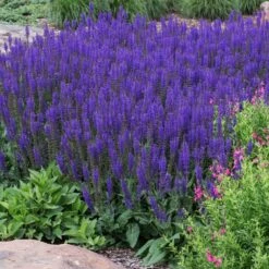 May Night Salvia -Fast Growing Trees Shop May Night Salvia sage 2 FGT