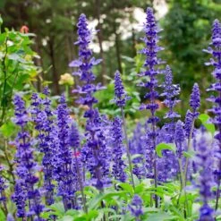 May Night Salvia -Fast Growing Trees Shop May Night Salvia sage 4