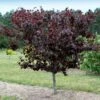 Merlot Redbud Tree -Fast Growing Trees Shop Merlot Redbud 600x600 dcb12f0f 23be 4d18 856c 0208116d3a6e
