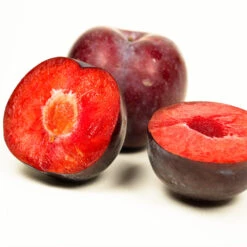 Methley Plum Tree -Fast Growing Trees Shop Methley Plum 3 6230ed7a 5c4e 4b03 88d0 ad8f75f62363