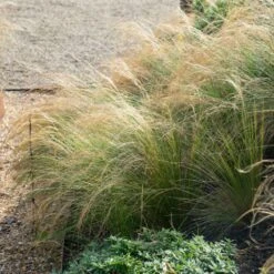 Mexican Feather Grass 7 Mexican Feather Grass -Fast Growing Trees Shop Mexican Feather Grass 2 FGT