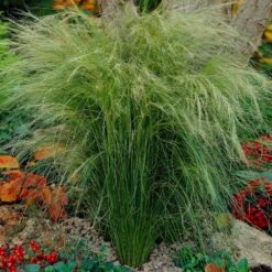 Mexican Feather Grass 8 Mexican Feather Grass -Fast Growing Trees Shop Mexican Feather Grass 5