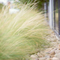 Mexican Feather Grass 9 Mexican Feather Grass -Fast Growing Trees Shop Mexican Feather Grass 6
