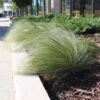 Mexican Feather Grass 8 Mexican Feather Grass -Fast Growing Trees Shop Mexican Feather Grass FGT 600x600 eb05c49a e036 429c b829 1928983a943b