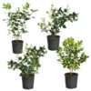 Citrus Bush Variety Kit 11 Citrus Bush Variety Kit -Fast Growing Trees Shop Meyer Key cal Per 1 2 bush 600x600 2c56cf88 a401 40e9 bd89 34f2eb3cd2b9