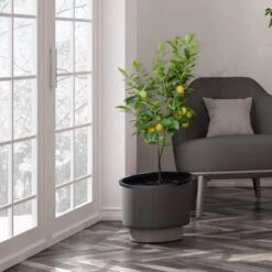 Meyer Lemon Tree - USDA Organic -Fast Growing Trees Shop Meyer Lemon Tree 3 FGT b7562976 3142 4944 868e f1282fe437b5