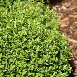 Micron® Holly Shrub 7 Micron® Holly Shrub -Fast Growing Trees Shop Micron Holly 4 FGT
