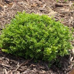 Micron® Holly Shrub 9 Micron® Holly Shrub -Fast Growing Trees Shop Micron Holly 8 FGT