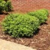 Micron® Holly Shrub -Fast Growing Trees Shop Micron Holly FGT 600x600 cc732743 8fd3 45e5 8acd 804a14afbbb0