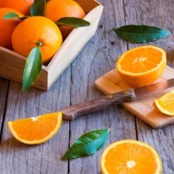 Midknight Valencia Orange 8 Midknight Valencia Orange -Fast Growing Trees Shop MidKnight Orange 3 FGT