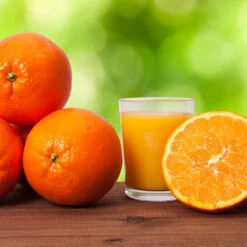 Midknight Valencia Orange 9 Midknight Valencia Orange -Fast Growing Trees Shop MidKnight Valencia Orange 3