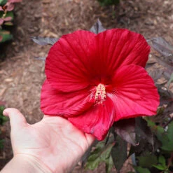 Midnight Marvel Hardy Hibiscus 8 Midnight Marvel Hardy Hibiscus -Fast Growing Trees Shop Midnight Marvel Hibiscus 2